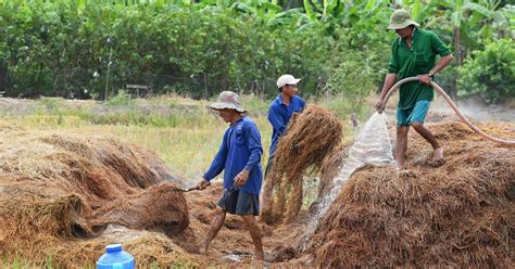 ¿Innovations in Rice Production: A Vietnamese Perspective – Uncultivated Wisdom Meets Agricultural Mastery